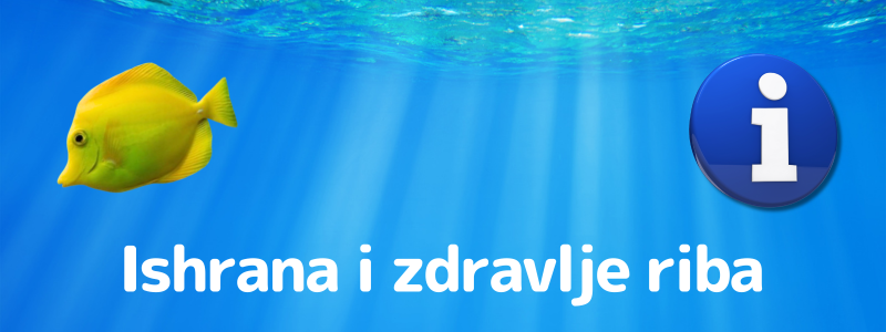Kako skrbim za prehrano in zdravje rib